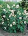 Hydrangea quercifolia Snow Queen