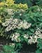 Hydrangea quercifolia Snowflake
