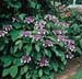 Hydrangea sargentiana