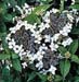 Hydrangea serrata ´Blue Bird´