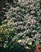 Hydrangea villosa