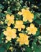 Hypericum ´Hidcote´2