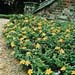Hypericum calycinum