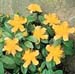 Hypericum calycinum2