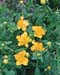 Hypericum frondosum ´Sunburst´