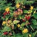 Hypericum inodorum ´Elstead´