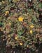 Hypericum moserianum ´Tricolor´