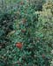 Ilex aquifolium ´J.C. Van Tol´