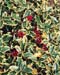 Ilex aquifolium ´Madame Briot´