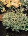 Ilex crenata ´Golden Gem´
