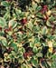 Ilex x altaclerensis ´Golden King´