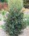 Ilex x aquifolium ´Alaska´