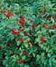Ilex x meserveae Blue Angel