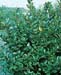 Ilex x meserveae Blue Prince (R)