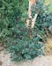 Ilex x meserveae Blue Princess
