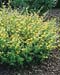Kerria japonica ´Golden Guinea´
