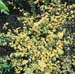 Kerria japonica ´Picta´