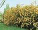 Kerria japonica ´Pleniflora´