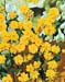 Kerria japonica ´Pleniflora´2