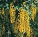 Laburnum waterei ´Vossii´2