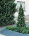 Laurus nobilis