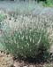 Lavandula angustifolia ´Edelweiss´