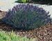Lavandula angustifolia ´Hidcote´