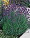Lavandula angustifolia ´Munstead´