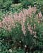 Lavandula angustifolia ´Rosea´