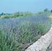 Lavandula angustifolia