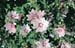 Lavatera thuringiaca ´Barnsley´