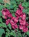 Lavatera thuringiaca ´Bredon Spring´