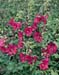 Lavatera thuringiaca Burgundy