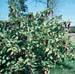 Leycesteria formosa