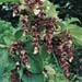Leycesteria formosa2