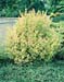Ligustrum ovalifolium ´Aureum´