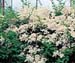 Ligustrum sinense