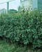 Ligustrum vulgare ´Lodense´