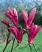 Magnolia ´Susan´