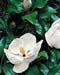 Magnolia grandiflora