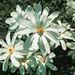 Magnolia stellata2