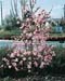 Magnolia x loebneri ´Leonard Messel´