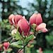 Magnolia x soulangiana ´Lennei´