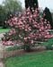 Magnolia x soulangiana