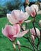 Magnolia x soulangiana2