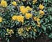 Mahonia aquifolium ´Apollo´