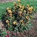 Mahonia aquifolium