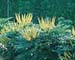Mahonia x media ´Winter sun´