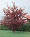 Malus ´Aldenhamensis´