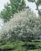 Malus ´Golden Hornet´